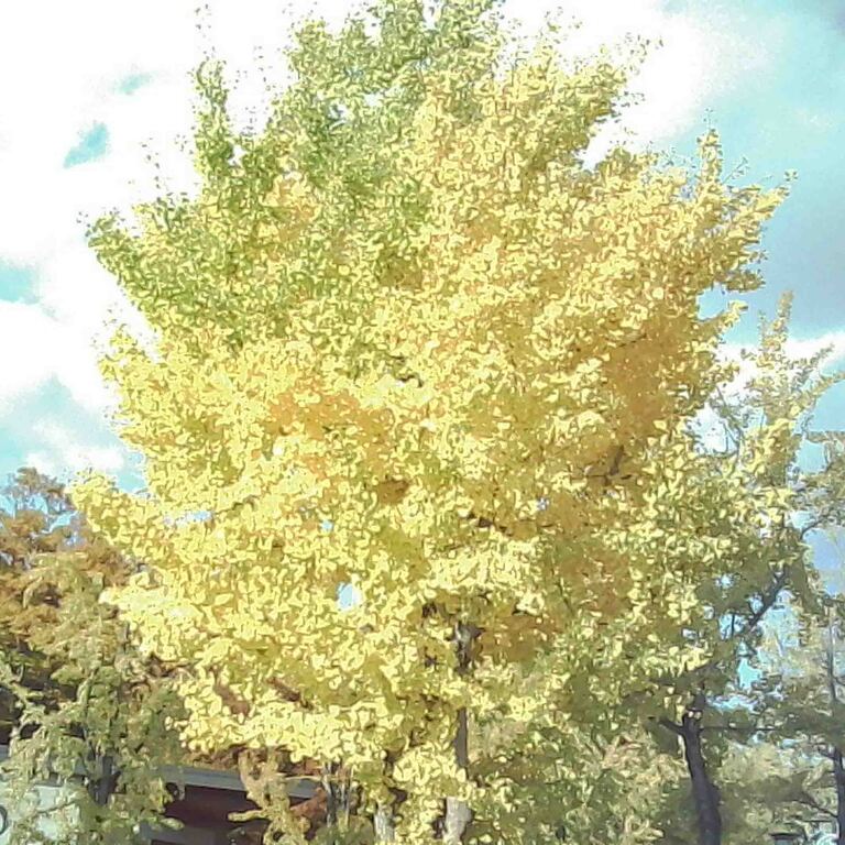 フィルム型デジタルカメラ White×Orangeイメージ5