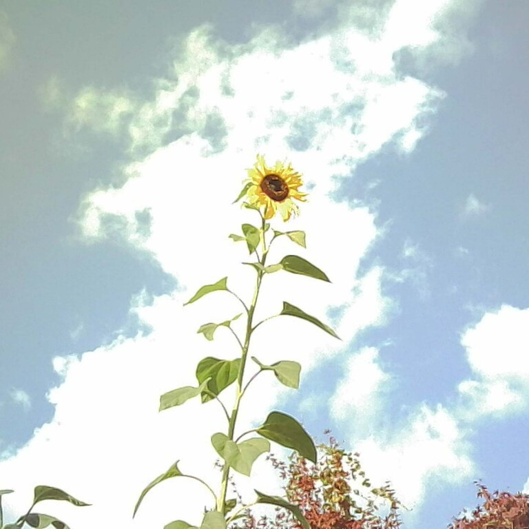 フィルム型デジタルカメラ White×Orangeイメージ6