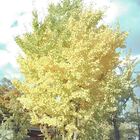 フィルム型デジタルカメラ White×Orangeサムネイル5